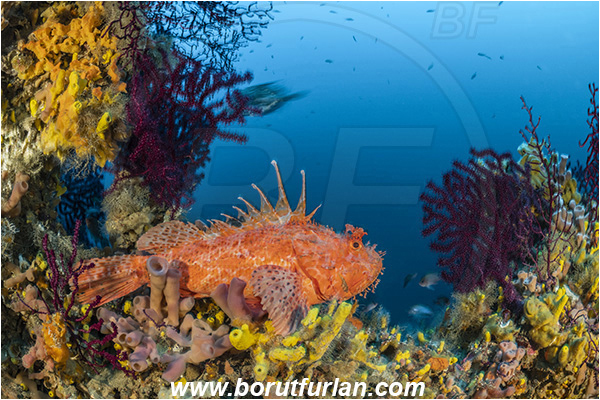 Island Brusnik, Croatia, Adriatic sea, Mediterranean sea, Wreck, Michael N. Maris, Scorpaena scrofa, Scorpaena, Scorpaenidae, Great red scorpionfish, Scorpionfish, Fish