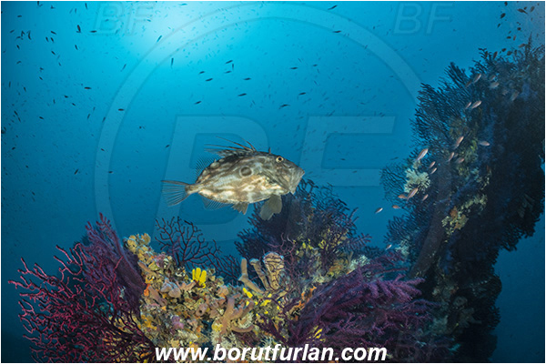 Island Brusnik, Croatia, Adriatic sea, Mediterranean sea, Wreck, Michael N. Maris, Zeus faber, Zeus, Zeidae, John Dory, St Pierre, Peter