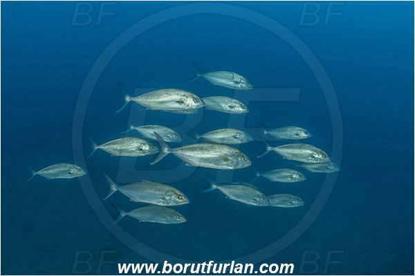 Island Lastovo, Croatia, Adriatic sea, Mediterranean sea, Seriola dumerili, Seriola, Carangidae, Greater Amberjack, Amberjack, Jack, Fish, Fish school