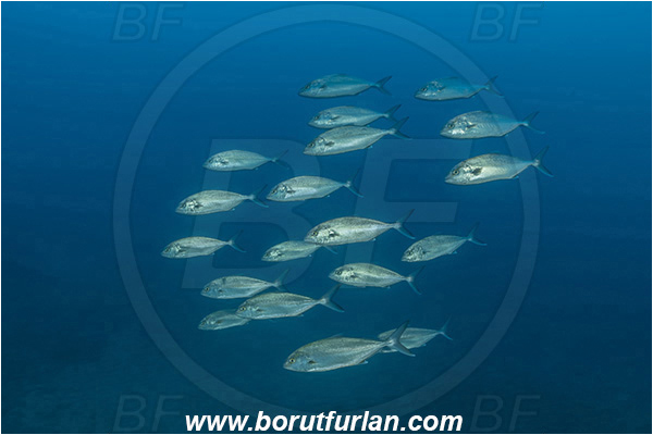 Island Lastovo, Croatia, Adriatic sea, Mediterranean sea, Seriola dumerili, Seriola, Carangidae, Greater Amberjack, Amberjack, Jack, Fish, Fish school