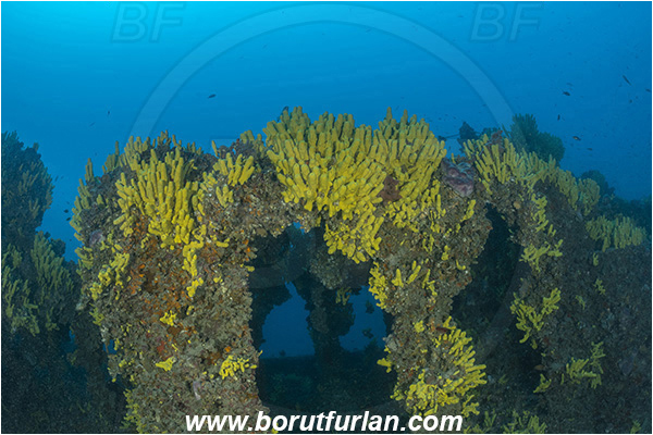 Island Lastovo, Croatia, Adriatic sea, Wreck Peloro, Peloro, Wreck, Aplysina aerophoba, Aplysina, Aplysinidae, Yellow Tube Sponge, Golden Sponge, Sponge, Porifera