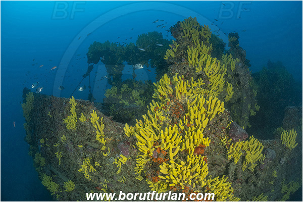 Island Lastovo, Croatia, Adriatic sea, Wreck Peloro, Peloro, Wreck, Aplysina aerophoba, Aplysina, Aplysinidae, Yellow Tube Sponge, Golden Sponge, Sponge, Porifera