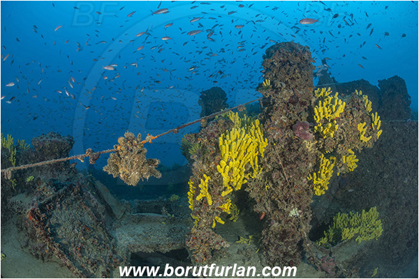 Island Lastovo, Croatia, Adriatic sea, Wreck Peloro, Peloro, Wreck, Aplysina aerophoba, Aplysina, Aplysinidae, Yellow Tube Sponge, Golden Sponge, Sponge, Porifera