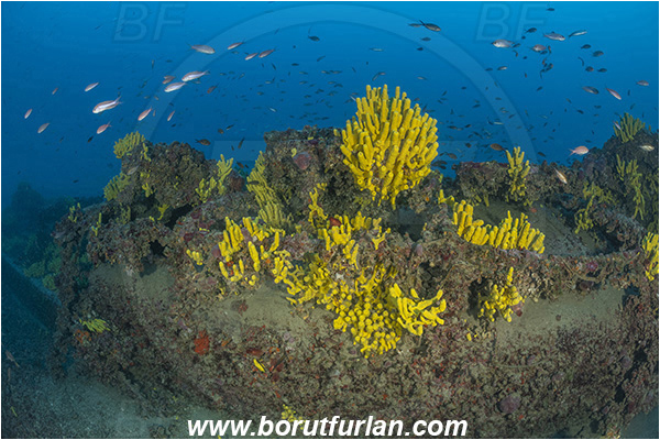 Island Lastovo, Croatia, Adriatic sea, Wreck Peloro, Peloro, Wreck, Aplysina aerophoba, Aplysina, Aplysinidae, Yellow Tube Sponge, Golden Sponge, Sponge, Porifera
