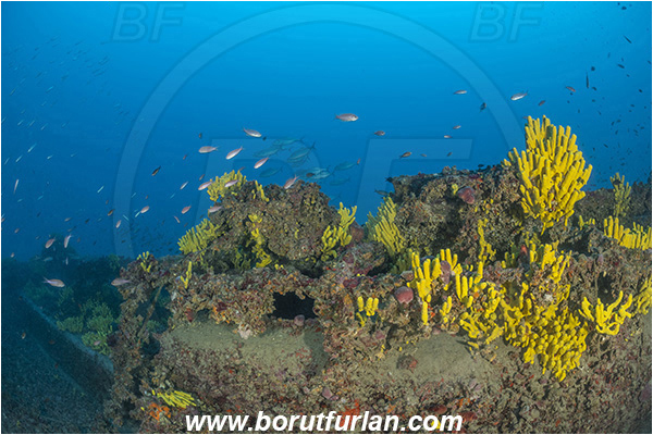Island Lastovo, Croatia, Adriatic sea, Wreck Peloro, Peloro, Wreck, Aplysina aerophoba, Aplysina, Aplysinidae, Yellow Tube Sponge, Golden Sponge, Sponge, Porifera