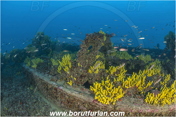 Island Lastovo, Croatia, Adriatic sea, Wreck Peloro, Peloro, Wreck, Aplysina aerophoba, Aplysina, Aplysinidae, Yellow Tube Sponge, Golden Sponge, Sponge, Porifera