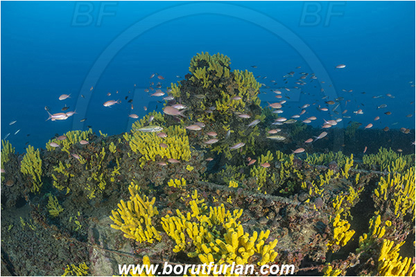 Island Lastovo, Croatia, Adriatic sea, Wreck Peloro, Peloro, Wreck, Aplysina aerophoba, Aplysina, Aplysinidae, Yellow Tube Sponge, Golden Sponge, Sponge, Porifera, Fish school