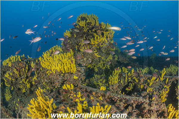 Island Lastovo, Croatia, Adriatic sea, Wreck Peloro, Peloro, Wreck, Aplysina aerophoba, Aplysina, Aplysinidae, Yellow Tube Sponge, Golden Sponge, Sponge, Porifera, Fish school