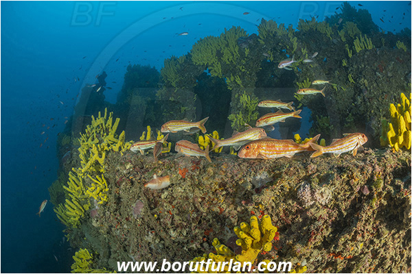 Island Lastovo, Croatia, Adriatic sea, Wreck Peloro, Peloro, Wreck, Mullus surmuletus, Mullus, Mullidae, Striped red mullet, Mullet, Goatfish, Fish, Fish school