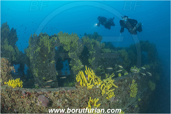 Island Lastovo, Croatia, Adriatic sea, Wreck Peloro, Peloro, Wreck, Diver, Technical diver, Aplysina aerophoba, Aplysina, Aplysinidae, Yellow Tube Sponge, Golden Sponge, Sponge, Porifera