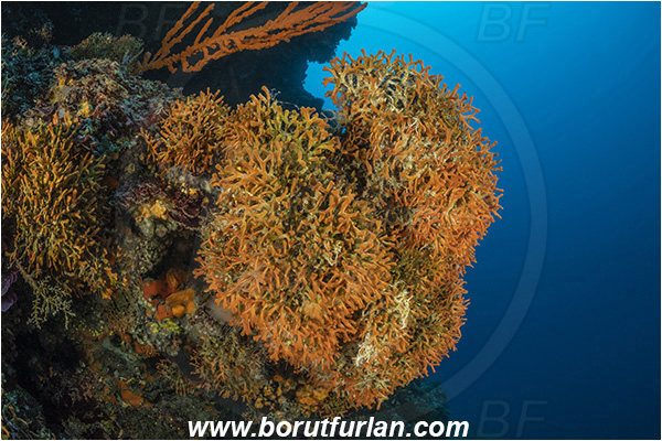 Island Lastovo, Croatia, Adriatic sea, Mediterranean sea, Pentapora fascialis, Pentapora, Bitectiporidae, Bryozoa, Bryozoan, Reef