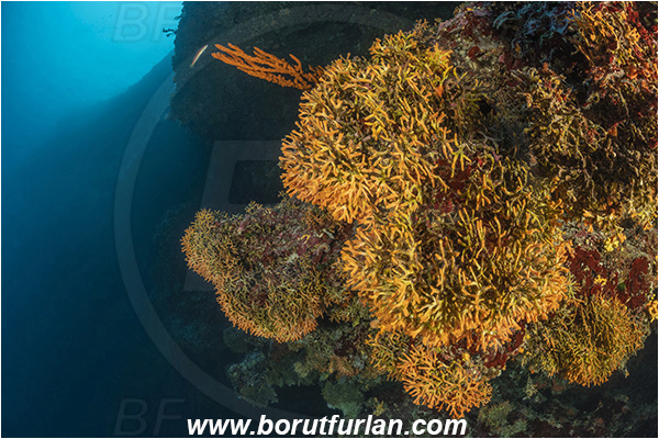 Island Lastovo, Croatia, Adriatic sea, Mediterranean sea, Pentapora fascialis, Pentapora, Bitectiporidae, Bryozoa, Bryozoan, Reef