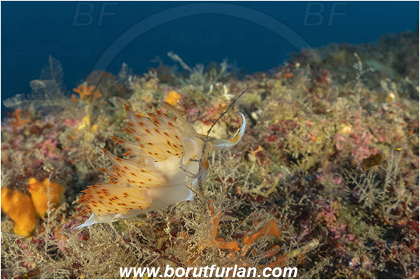 Island Lastovo, Croatia, Adriatic sea, Mediterranean sea, Dondice banyulensis, Dondice, Myrrhinidae, Orange godiva, Orange sea slug, Nudibranch, Sea slug, Gastropoda, Mollusca