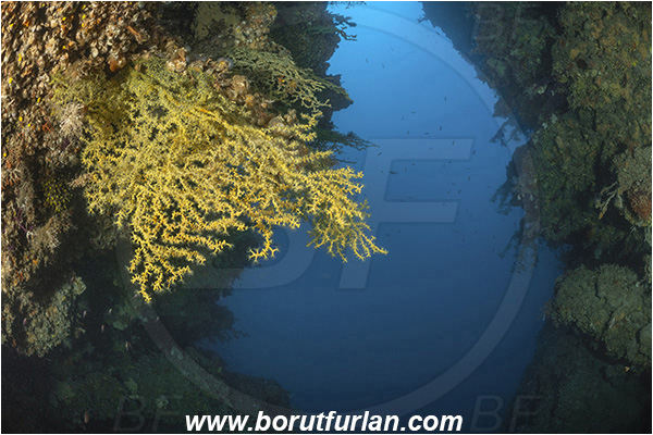 Island Lastovo, Croatia, Adriatic sea, Mediterranean sea, Savalia savaglia, Savalia, Parazoanthidae, Mediterranean Gold Coral, False Mediterranean Black Coral, Sea fan, Coral, Cnidaria, Cnidarian, Reef, Canyon