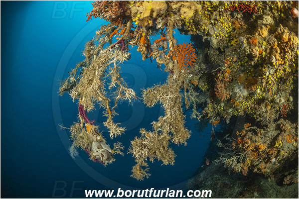 Island Lastovo, Croatia, Adriatic sea, Mediterranean sea, Paramuricea clavata, Paramuricea, Plexauridae, Mediterranean gorgonian, Sea fan, Coral, Cnidaria, Cnidarian, Reef, Dead gorgonian