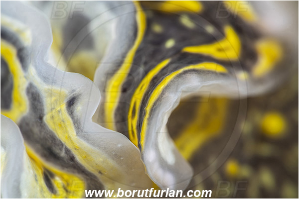 Fiesa, Slovenia, Adriatic sea, Mediterranean sea, Felimare picta, Felimare, Chromodorididae, Painted dorid, Nudibranch, Sea slug, Gastropoda, Mollusca, Abstract