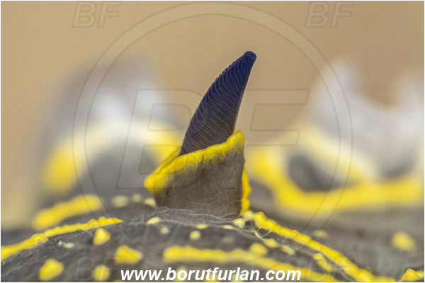 Fiesa, Slovenia, Adriatic sea, Mediterranean sea, Felimare picta, Felimare, Chromodorididae, Painted dorid, Nudibranch, Sea slug, Gastropoda, Mollusca, Abstract