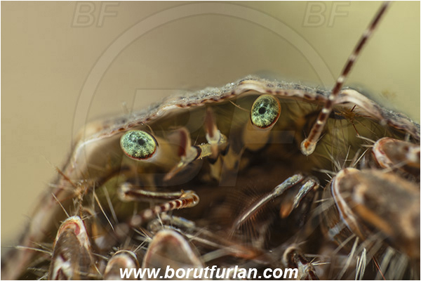 Fiesa, Slovenia, Adriatic sea, Mediterranean sea, Pagurus anachoretus, Pagurus, Paguridae, Crustacea, Crustacean, Long-armed Hermit Crab, Hermit crab, Crab, Portrait