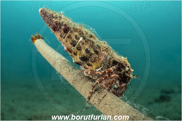 Fiesa, Slovenia, Adriatic sea, Mediterranean sea, Pagurus anachoretus, Pagurus, Paguridae, Crustacea, Crustacean, Long-armed Hermit Crab, Hermit crab, Crab