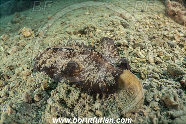 Fiesa, Slovenia, Adriatic sea, Mediterranean sea, Pseudoceros maximus-type A, Pseudoceros, Pseudocerotidae, Brown Flatworm, Flatworm, Platyhelminthes