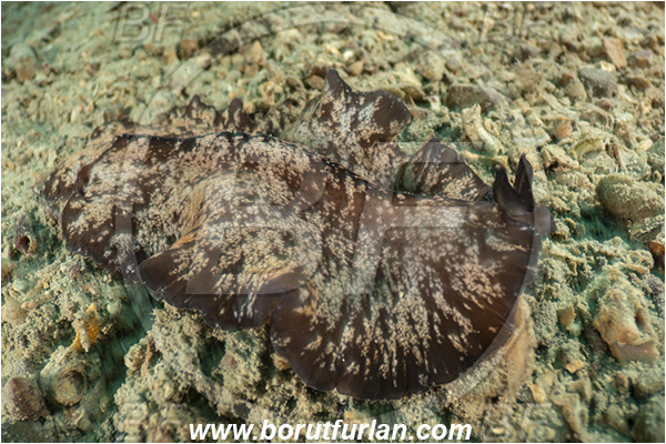 Fiesa, Slovenia, Adriatic sea, Mediterranean sea, Pseudoceros maximus-type A, Pseudoceros, Pseudocerotidae, Brown Flatworm, Flatworm, Platyhelminthes