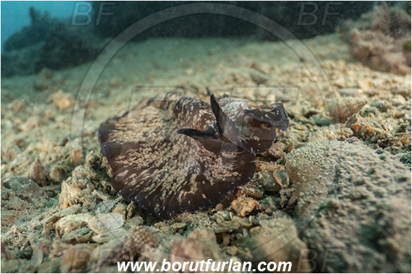 Fiesa, Slovenia, Adriatic sea, Mediterranean sea, Pseudoceros maximus-type A, Pseudoceros, Pseudocerotidae, Brown Flatworm, Flatworm, Platyhelminthes
