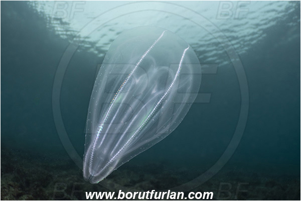 Fiesa, Slovenia, Adriatic sea, Mediterranean sea, Beroe ovata, Beroe, Beroidae, Ctenophora, Comb Jelly, Plankton
