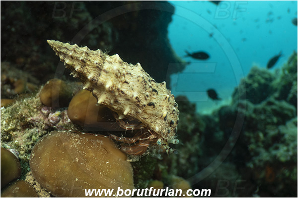 Rijeka, Croatia, Adriatic sea, Mediterranean sea, Pagurus anachoretus, Pagurus, Paguridae, Crustacea, Crustacean, Long-armed Hermit Crab, Hermit crab, Crab