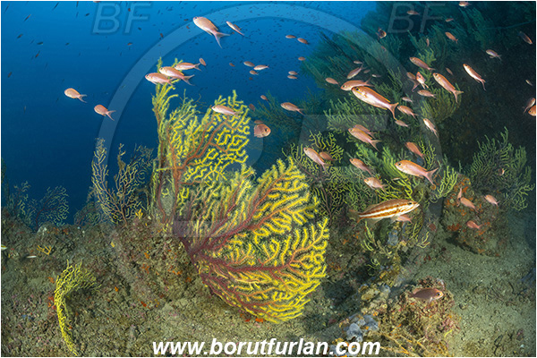 Molunat, Croatia, Adriatic sea, Mediterranean sea, Paramuricea clavata, Paramuricea, Plexauridae, Mediterranean gorgonian, Sea fan, Coral, Cnidaria, Cnidarian, Anthias anthias, Anthias, Serranidae, Swallowtail seaperch, Seaperch, Fish, Fish school, Reef
