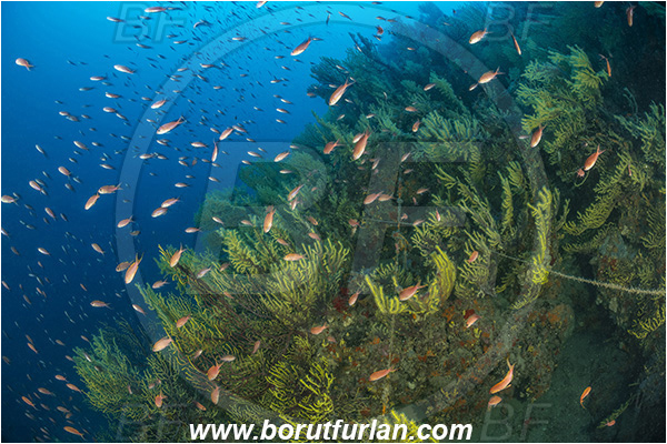 Molunat, Croatia, Adriatic sea, Mediterranean sea, Paramuricea clavata, Paramuricea, Plexauridae, Mediterranean gorgonian, Sea fan, Coral, Cnidaria, Cnidarian, Anthias anthias, Anthias, Serranidae, Swallowtail seaperch, Seaperch, Fish, Fish school, Reef