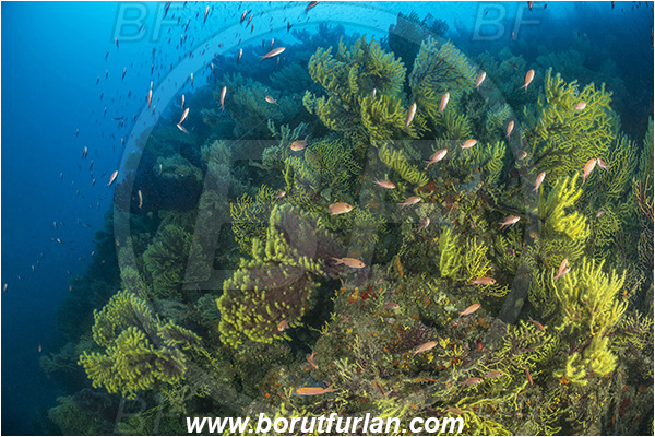 Molunat, Croatia, Adriatic sea, Mediterranean sea, Paramuricea clavata, Paramuricea, Plexauridae, Mediterranean gorgonian, Sea fan, Coral, Cnidaria, Cnidarian, Reef