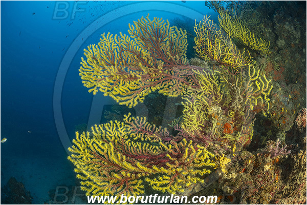 Molunat, Croatia, Adriatic sea, Mediterranean sea, Paramuricea clavata, Paramuricea, Plexauridae, Mediterranean gorgonian, Sea fan, Coral, Cnidaria, Cnidarian, Reef