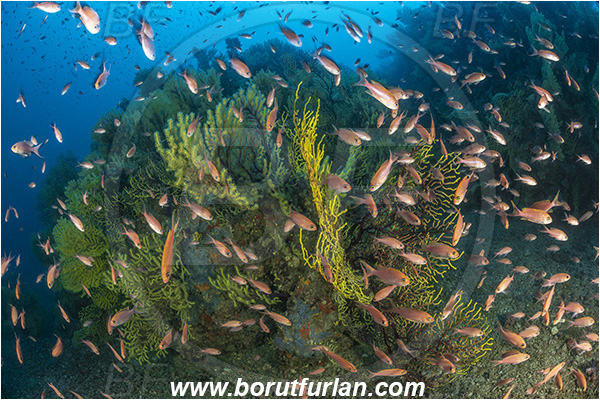 Molunat, Croatia, Adriatic sea, Mediterranean sea, Paramuricea clavata, Paramuricea, Plexauridae, Mediterranean gorgonian, Sea fan, Coral, Cnidaria, Cnidarian, Anthias anthias, Anthias, Serranidae, Swallowtail seaperch, Seaperch, Fish, Fish school, Reef