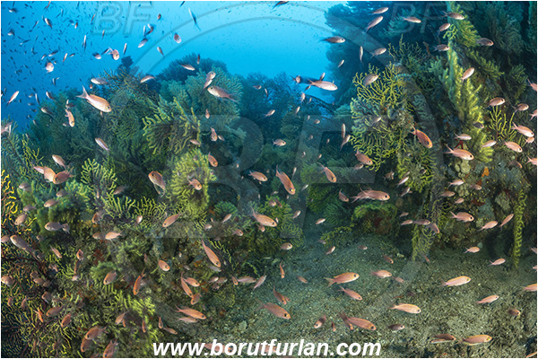 Molunat, Croatia, Adriatic sea, Mediterranean sea, Paramuricea clavata, Paramuricea, Plexauridae, Mediterranean gorgonian, Sea fan, Coral, Cnidaria, Cnidarian, Anthias anthias, Anthias, Serranidae, Swallowtail seaperch, Seaperch, Fish, Fish school, Reef