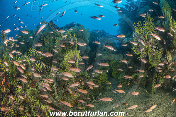Molunat, Croatia, Adriatic sea, Mediterranean sea, Paramuricea clavata, Paramuricea, Plexauridae, Mediterranean gorgonian, Sea fan, Coral, Cnidaria, Cnidarian, Anthias anthias, Anthias, Serranidae, Swallowtail seaperch, Seaperch, Fish, Fish school, Reef
