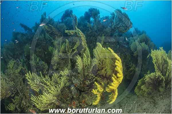 Molunat, Croatia, Adriatic sea, Mediterranean sea, Paramuricea clavata, Paramuricea, Plexauridae, Mediterranean gorgonian, Sea fan, Coral, Cnidaria, Cnidarian, Reef