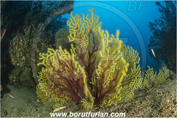Molunat, Croatia, Adriatic sea, Mediterranean sea, Paramuricea clavata, Paramuricea, Plexauridae, Mediterranean gorgonian, Sea fan, Coral, Cnidaria, Cnidarian, Reef