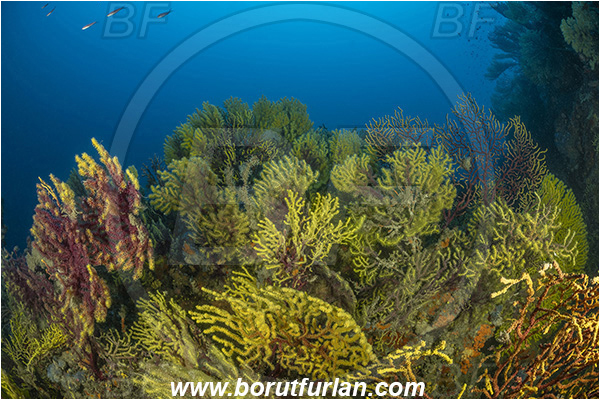 Molunat, Croatia, Adriatic sea, Mediterranean sea, Paramuricea clavata, Paramuricea, Plexauridae, Mediterranean gorgonian, Sea fan, Coral, Cnidaria, Cnidarian, Reef