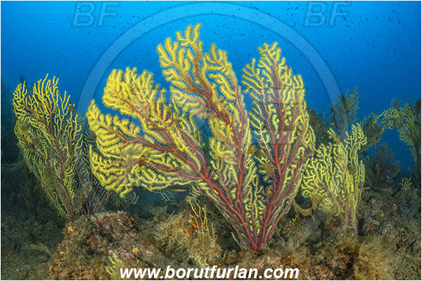 Molunat, Croatia, Adriatic sea, Mediterranean sea, Paramuricea clavata, Paramuricea, Plexauridae, Mediterranean gorgonian, Sea fan, Coral, Cnidaria, Cnidarian, Reef