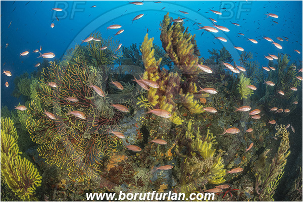 Molunat, Croatia, Adriatic sea, Mediterranean sea, Paramuricea clavata, Paramuricea, Plexauridae, Mediterranean gorgonian, Sea fan, Coral, Cnidaria, Cnidarian, Anthias anthias, Anthias, Serranidae, Swallowtail seaperch, Seaperch, Fish, Fish school, Reef