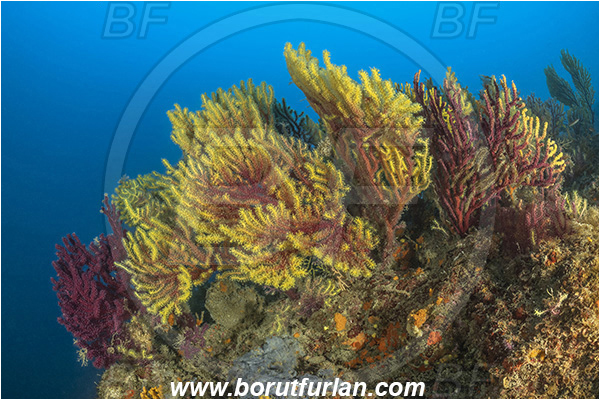 Molunat, Croatia, Adriatic sea, Mediterranean sea, Paramuricea clavata, Paramuricea, Plexauridae, Mediterranean gorgonian, Sea fan, Coral, Cnidaria, Cnidarian, Reef