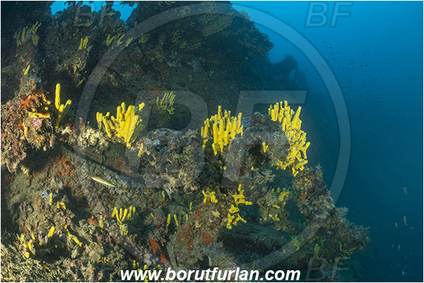 Boka Kotorska, Croatia, Adriatic sea, Mediterranean sea, Wreck Kaiser Franz Josef, Wreck, Kaiser Franz Josef, Aplysina aerophoba, Aplysina, Aplysinidae, Yellow Tube Sponge, Golden Sponge, Sponge, Porifera