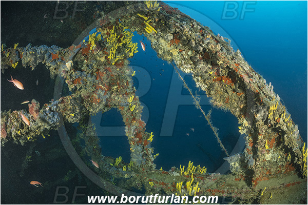 Boka Kotorska, Croatia, Adriatic sea, Mediterranean sea, Wreck Kaiser Franz Josef, Wreck, Kaiser Franz Josef