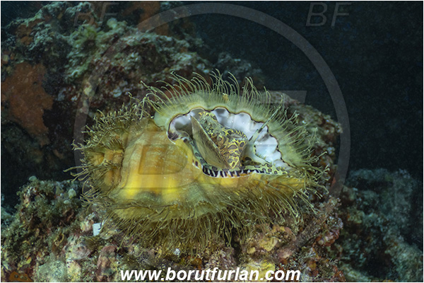 Molunat, Croatia, Adriatic sea, Mediterranean sea, Monoplex corrugatus, Monoplex, Cymatiidae, Hairy triton, Triton, Sea snail, Gastropoda, Mollusca, Mollusc