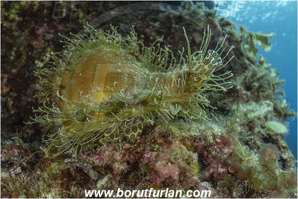 Molunat, Croatia, Adriatic sea, Mediterranean sea, Monoplex corrugatus, Monoplex, Cymatiidae, Hairy triton, Triton, Sea snail, Gastropoda, Mollusca, Mollusc, Reef