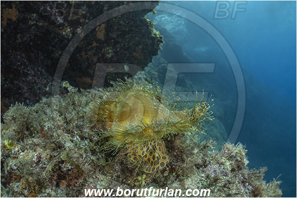Molunat, Croatia, Adriatic sea, Mediterranean sea, Monoplex corrugatus, Monoplex, Cymatiidae, Hairy triton, Triton, Sea snail, Gastropoda, Mollusca, Mollusc, Reef