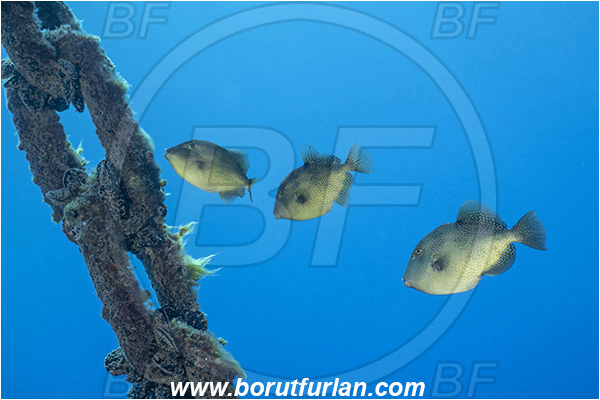 Molunat, Croatia, Adriatic sea, Mediterranean sea, Balistes capriscus, Balistes, Balistidae, Grey triggerfish, Triggerfish, Fish