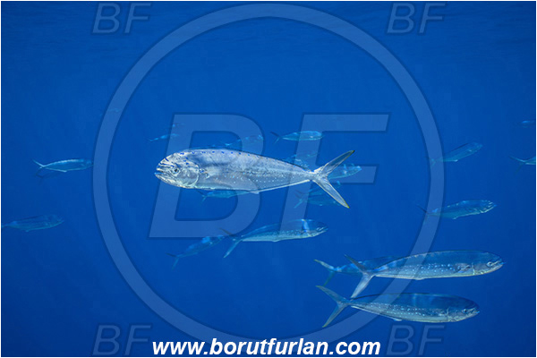 Molunat, Croatia, Adriatic sea, Mediterranean sea, Coryphaena hippurus, Coryphaena, Coryphaenidae, Fish, Common dolphinfish, Dolphinfish, Fish school