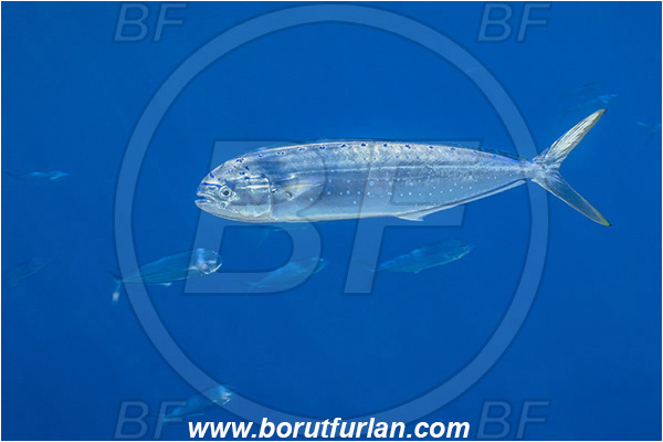 Molunat, Croatia, Adriatic sea, Mediterranean sea, Coryphaena hippurus, Coryphaena, Coryphaenidae, Fish, Common dolphinfish, Dolphinfish