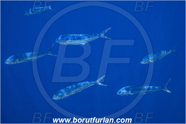 Molunat, Croatia, Adriatic sea, Mediterranean sea, Coryphaena hippurus, Coryphaena, Coryphaenidae, Fish, Common dolphinfish, Dolphinfish, Fish school